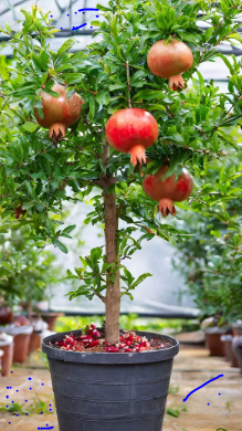 Pomegranate Tree (Punica granatum) – Fruit-Bearing Evergreen Tree for Gardens & Orchards