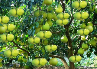 Pomelo Tree (Citrus maxima) – Large Evergreen Citrus Fruit Tree for Gardens & Orchards
