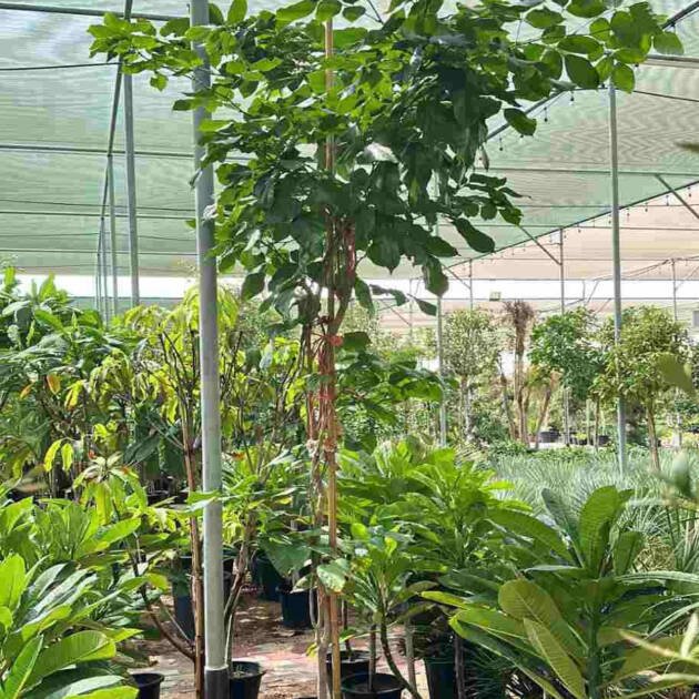 Pongamia glabra Tree – Tropical Shade Tree for Landscaping & Sustainable Gardens