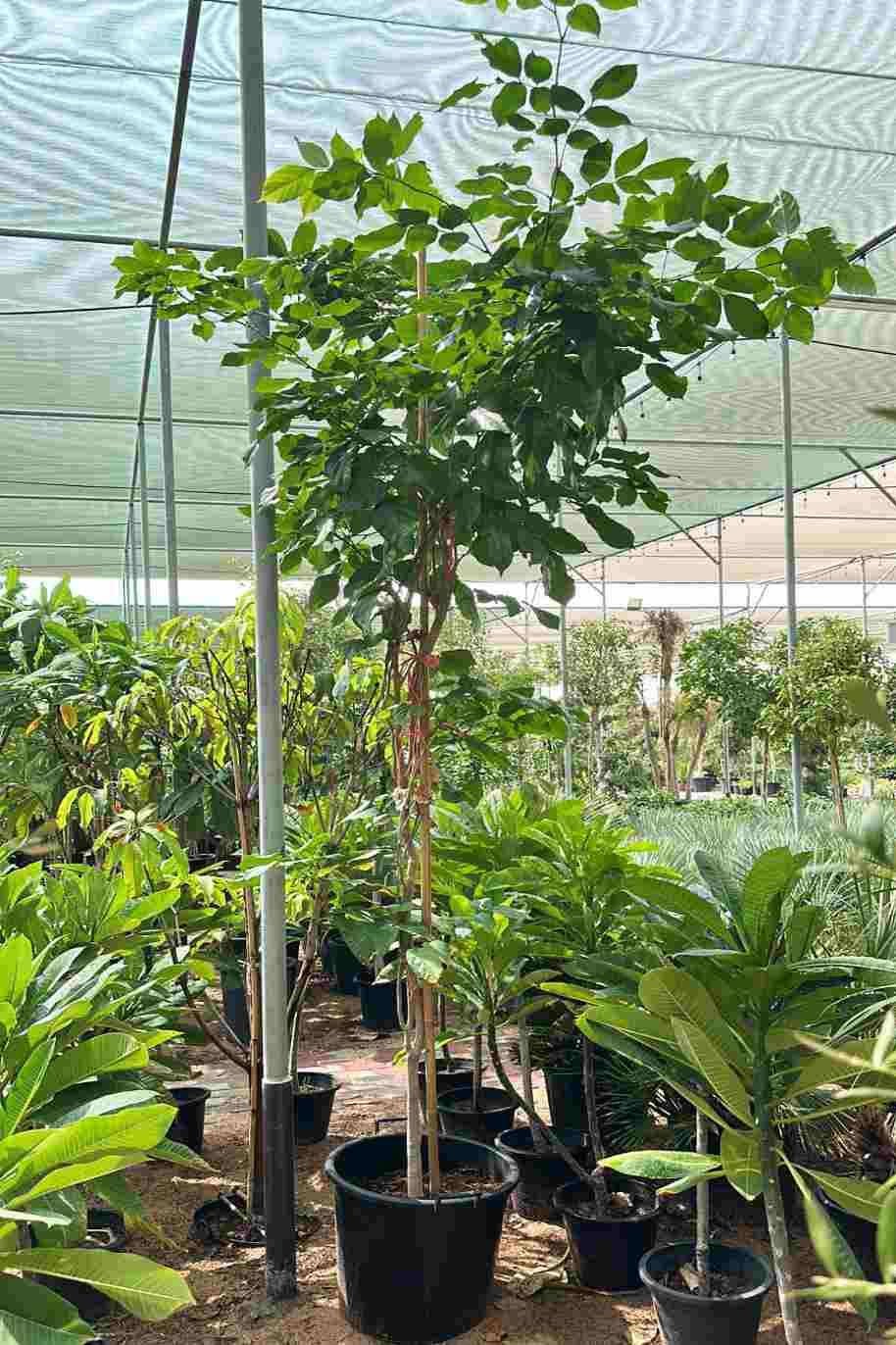 Pongamia glabra Tree – Tropical Shade Tree for Landscaping & Sustainable Gardens