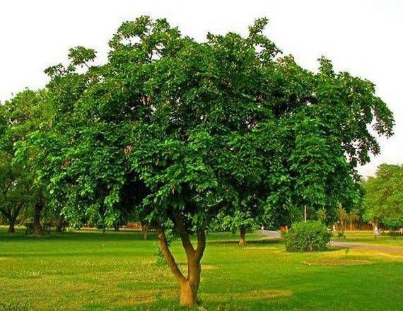 Pongamia glabra Tree – Tropical Shade Tree for Landscaping & Sustainable Gardens - Image 2