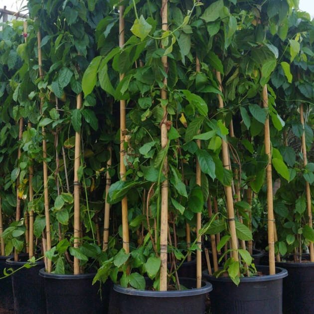 Quisqualis indica (Rangoon Creeper) – Fragrant Tropical Flowering Climber Vine