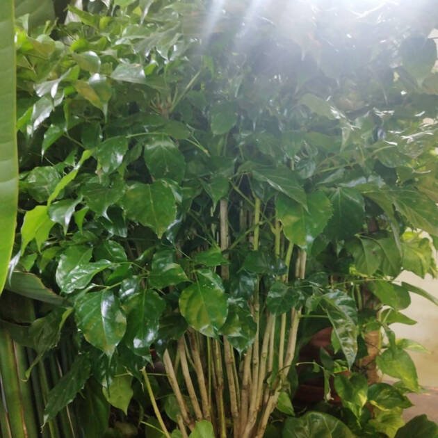Radermachera sinica – China Doll Plant Elegant Indoor Foliage Tree