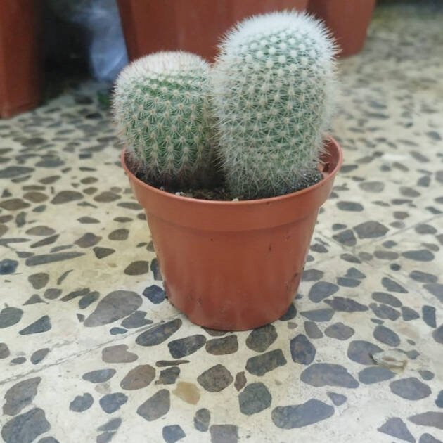 Rebutia muscula Cactus – Orange Snowball Cactus for Indoor & Desert Gardens