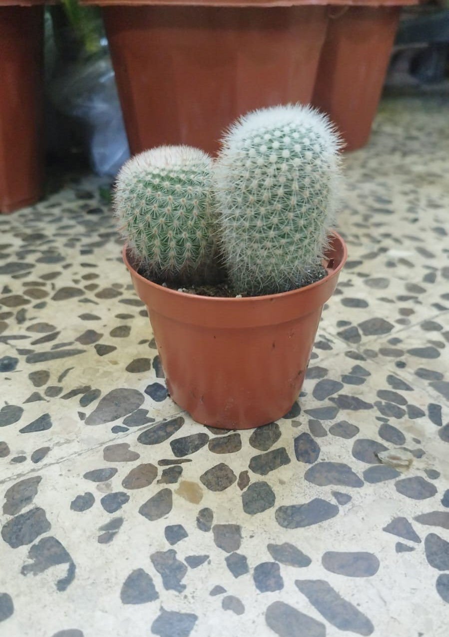 Rebutia muscula Cactus – Orange Snowball Cactus for Indoor & Desert Gardens
