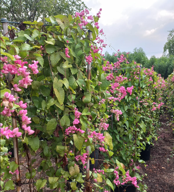 Pink Jasmine (Jasminum polyanthum) – Fragrant Flowering Climbing Vine