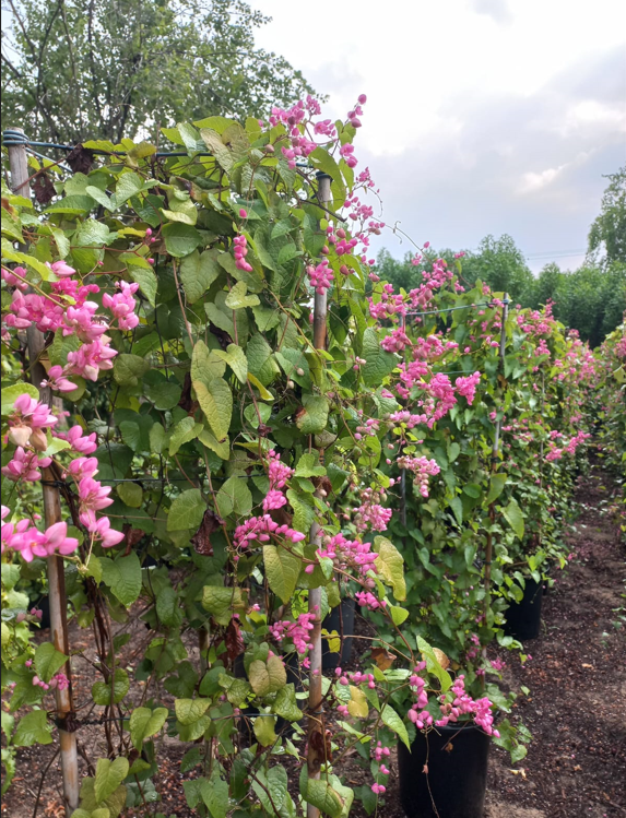 Pink Jasmine (Jasminum polyanthum) – Fragrant Flowering Climbing Vine