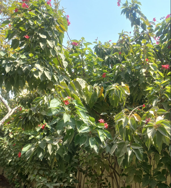 Red Jatropha (Jatropha integerrima) – Evergreen Flowering Shrub for Tropical Gardens