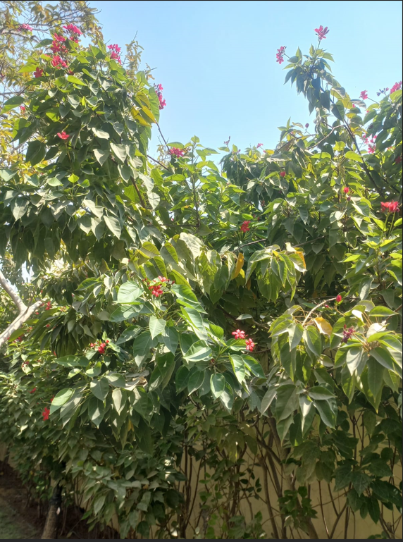 Red Jatropha (Jatropha integerrima) – Evergreen Flowering Shrub for Tropical Gardens