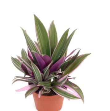 Rhoeo Plant (Tradescantia spathacea) – Moses-in-the-Cradle Colorful Indoor & Outdoor Foliage Plant