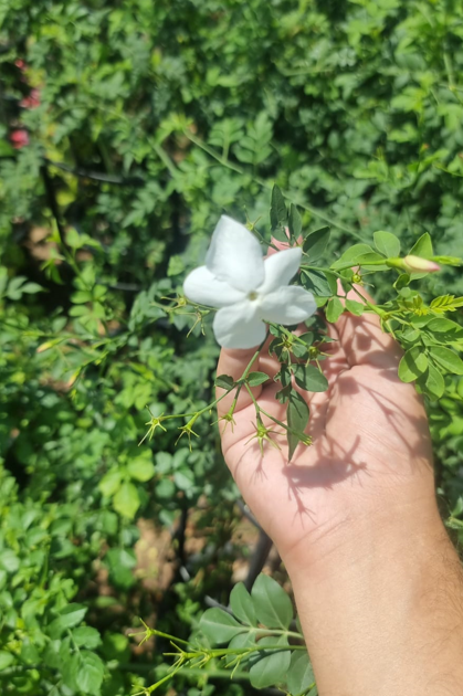 Spanish Jasmine (Jasminum grandiflorum) – Fragrant Flowering Climbing Vine