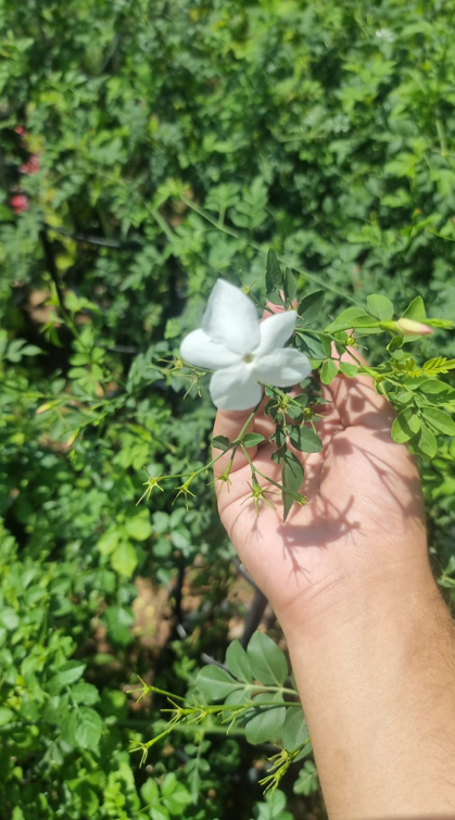 Spanish Jasmine (Jasminum grandiflorum) – Fragrant Flowering Climbing Vine