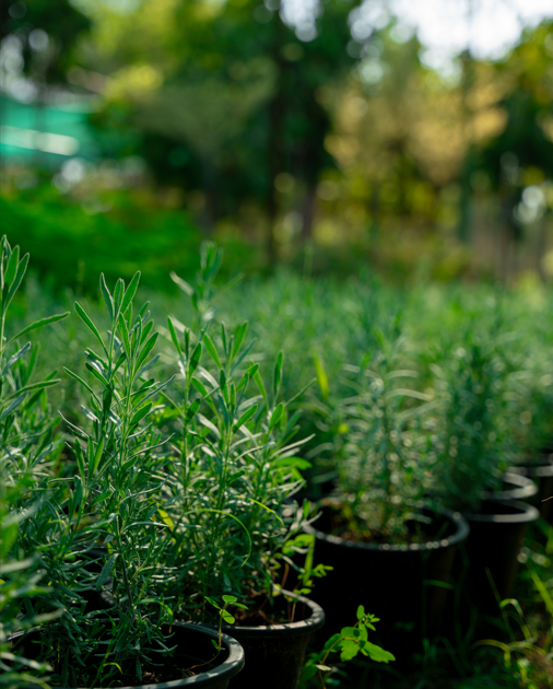 Rosemary (Salvia rosmarinus) – Fragrant Evergreen Herb for Gardens & Kitchen