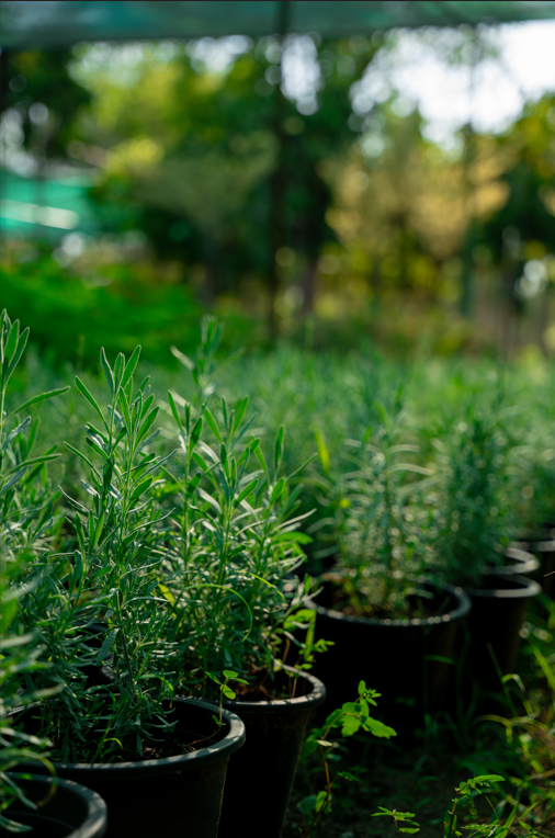 Rosemary (Salvia rosmarinus) – Fragrant Evergreen Herb for Gardens & Kitchen
