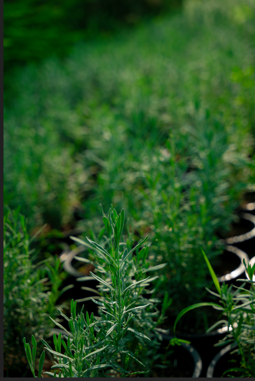 Rosemary (Salvia rosmarinus) – Fragrant Evergreen Herb for Gardens & Kitchen - Image 2