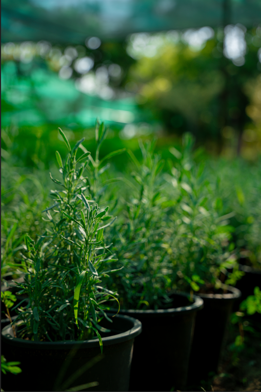 Rosemary (Salvia rosmarinus) – Fragrant Evergreen Herb for Gardens & Kitchen - Image 3