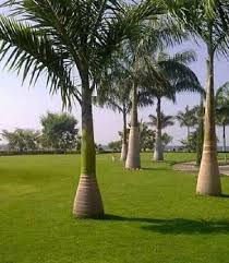 Royal Palm (Roystonea regia) – Majestic Tropical Palm Tree for Landscapes