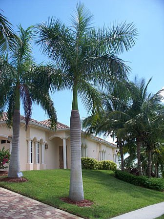 Royal Palm (Roystonea regia) – Majestic Tropical Palm Tree for Landscapes - Image 2