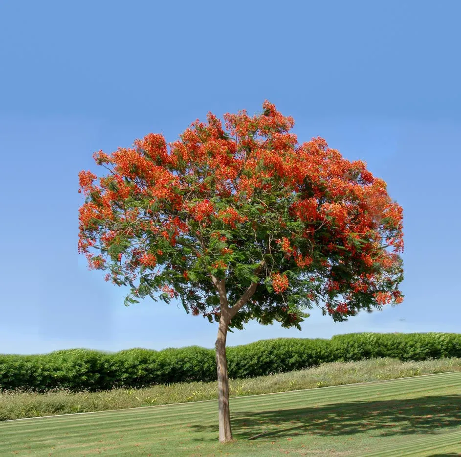 Royal Poinciana (Delonix regia) – Flame Tree for Tropical Gardens & Landscapes - Image 4