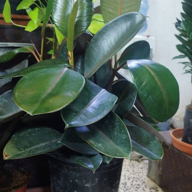 Rubber Plant (Ficus elastica) – Evergreen Indoor Foliage Tree for Homes & Offices
