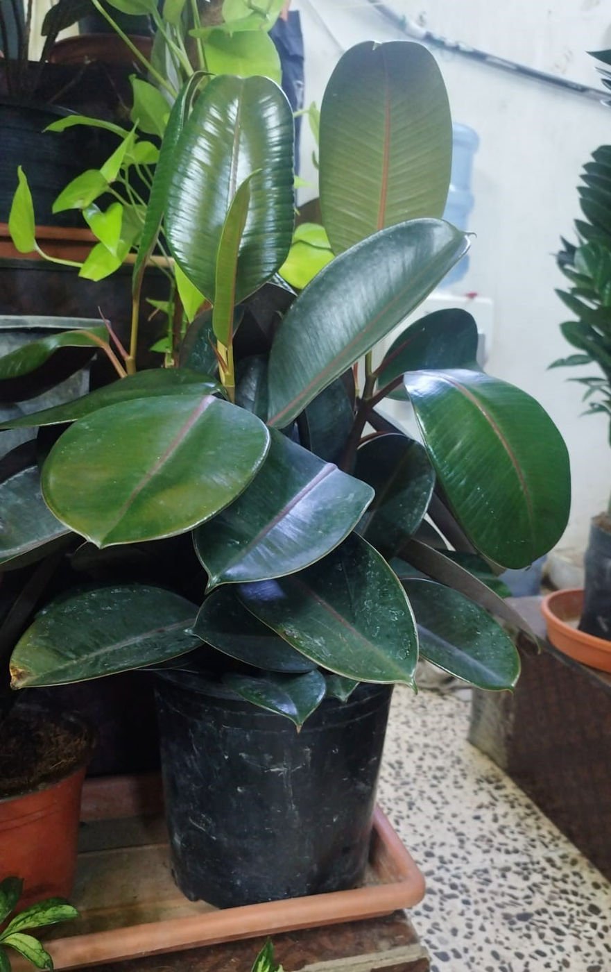 Rubber Plant (Ficus elastica) – Evergreen Indoor Foliage Tree for Homes & Offices