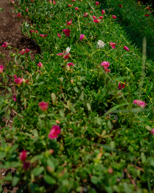 Moss Rose (Portulaca grandiflora) – Colorful Purslane Rose Flowering Ground Cover Plant