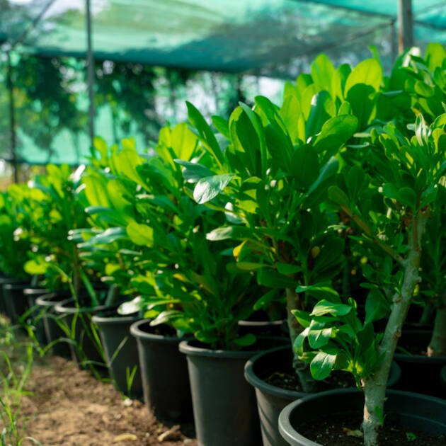 Scaevola taccada – Beach Naupaka Coastal Evergreen Shrub for Tropical Landscapes