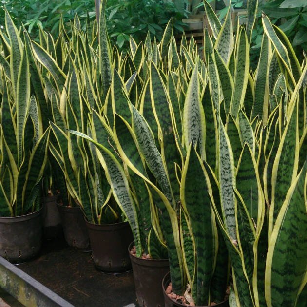 Sansevieria Trifasciata (Snake Plant) – Hardy Evergreen Indoor Foliage Plant