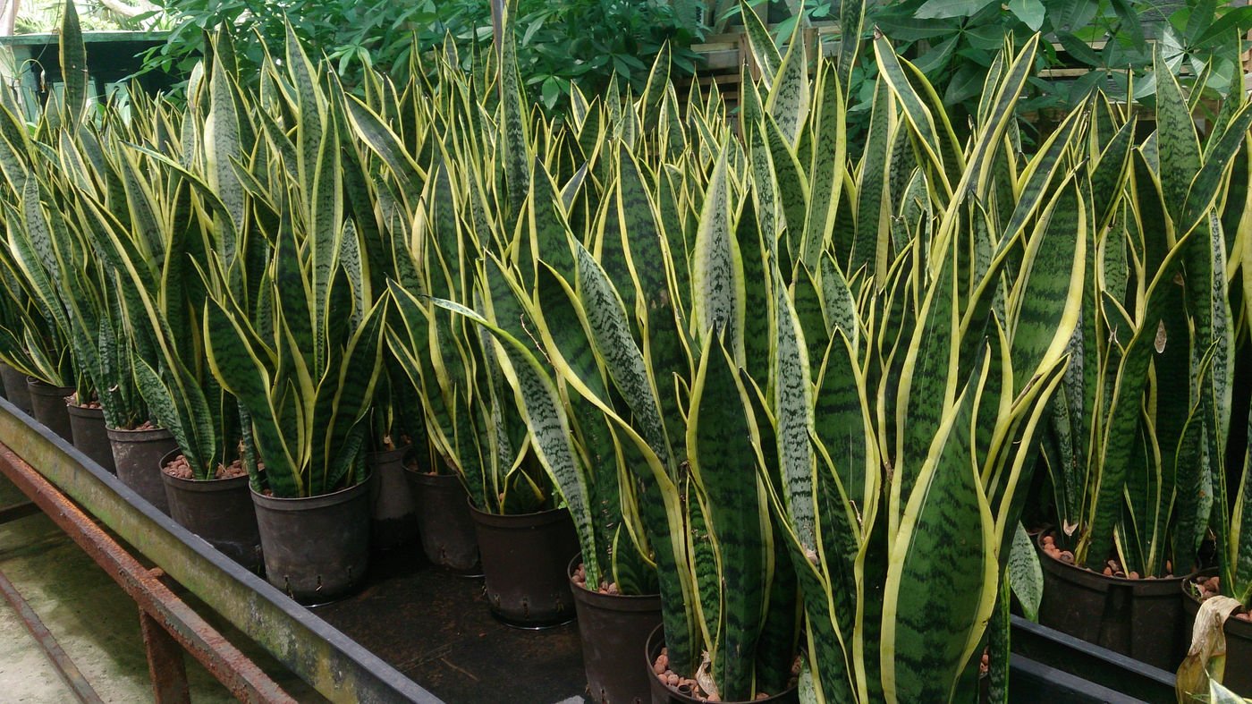 Sansevieria Trifasciata (Snake Plant) – Hardy Evergreen Indoor Foliage Plant