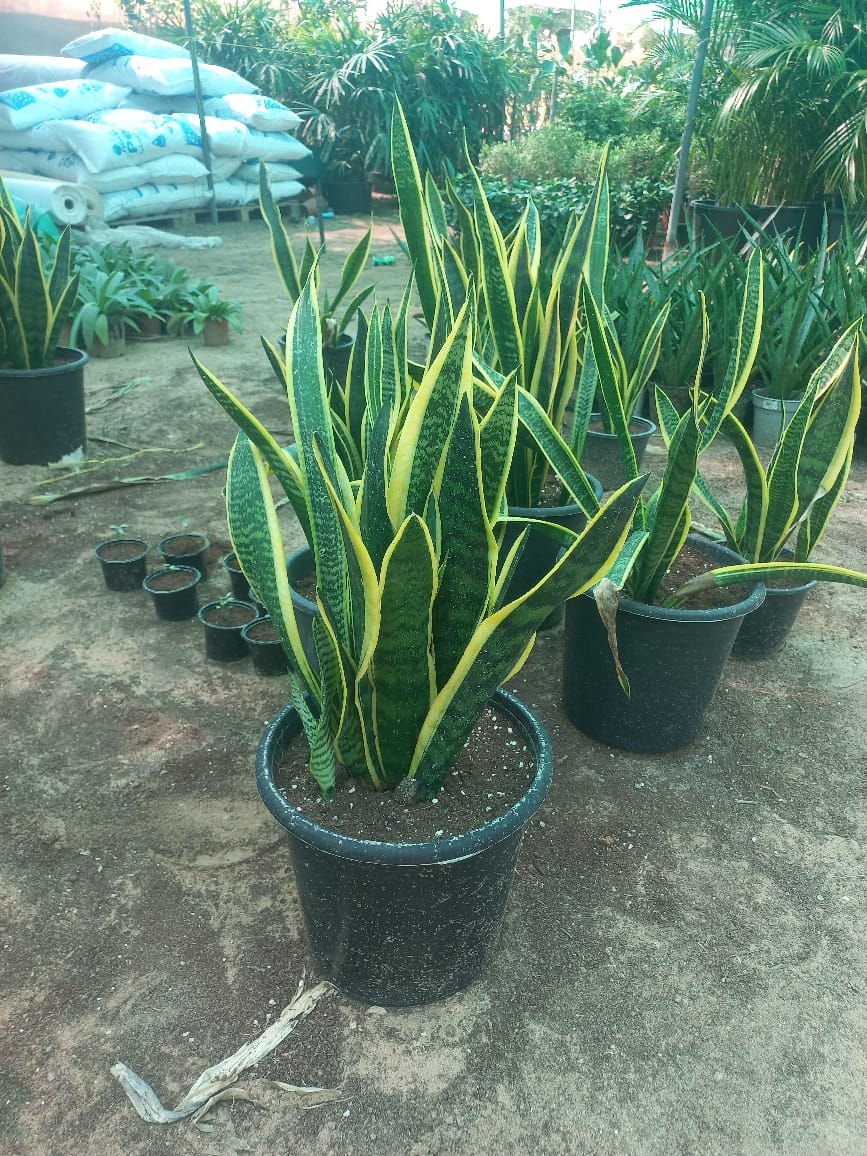 Sansevieria Trifasciata (Snake Plant) – Hardy Evergreen Indoor Foliage Plant - Image 2