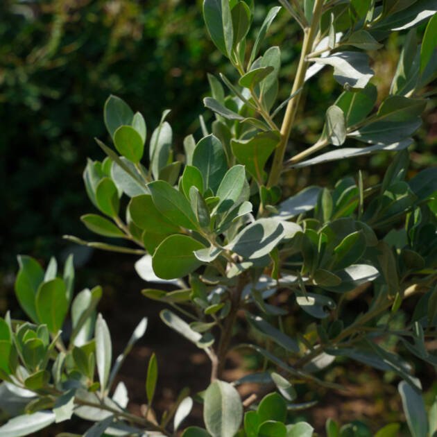Silver Damas (Conocarpus erectus ‘Sericeus’) – Silver Buttonwood Evergreen Landscape Shrub