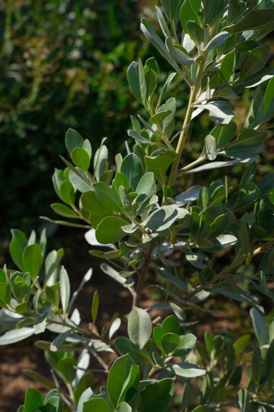 Silver Damas (Conocarpus erectus ‘Sericeus’) – Silver Buttonwood Evergreen Landscape Shrub