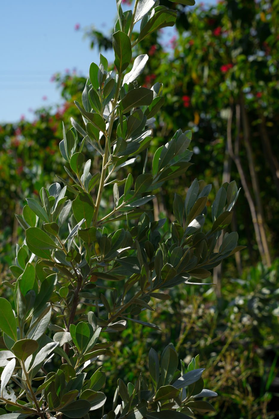 Silver Damas (Conocarpus erectus ‘Sericeus’) – Silver Buttonwood Evergreen Landscape Shrub - Image 2