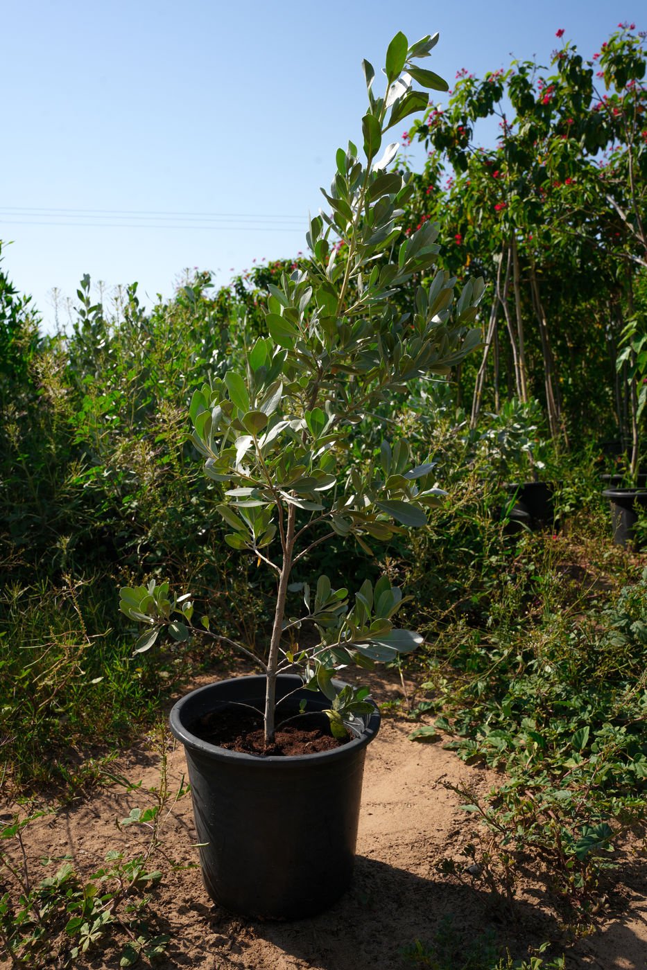 Silver Damas (Conocarpus erectus ‘Sericeus’) – Silver Buttonwood Evergreen Landscape Shrub - Image 3