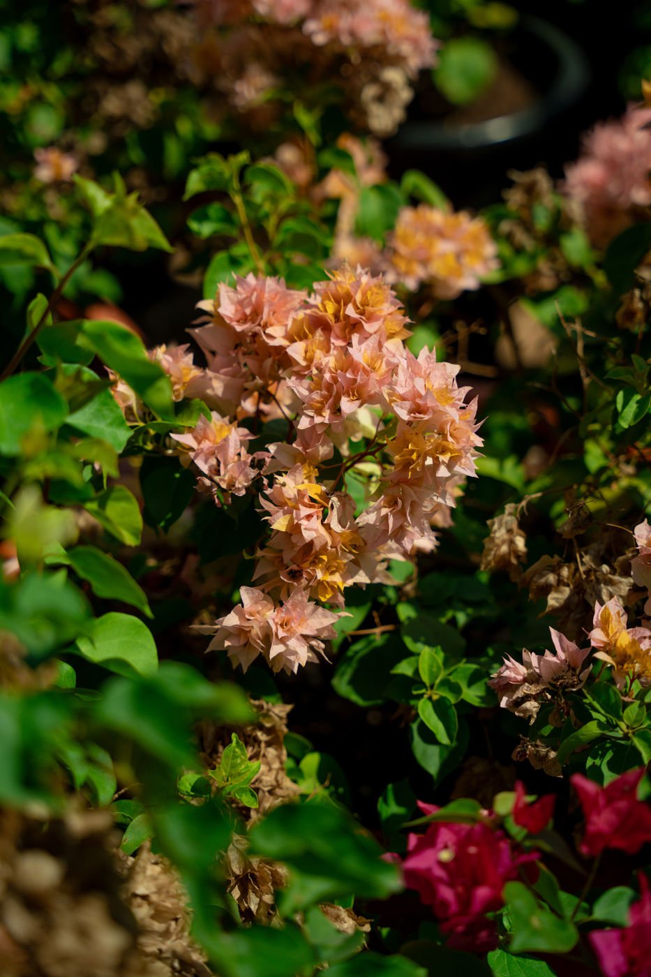Singapore Bougainvillea – Vibrant Tropical Flowering Climber for Gardens & Landscapes - Image 2