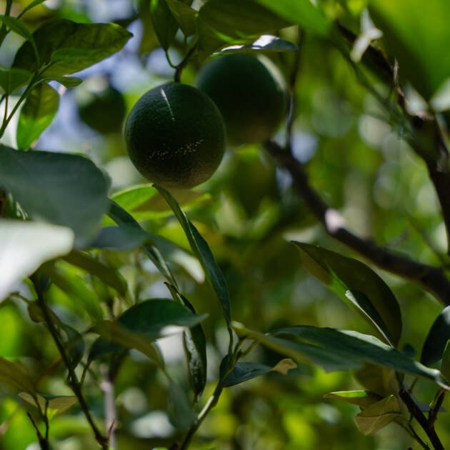Spanish Lemon Tree (Citrus limon) – Fragrant Citrus Fruit Tree for Gardens & Home Orchards