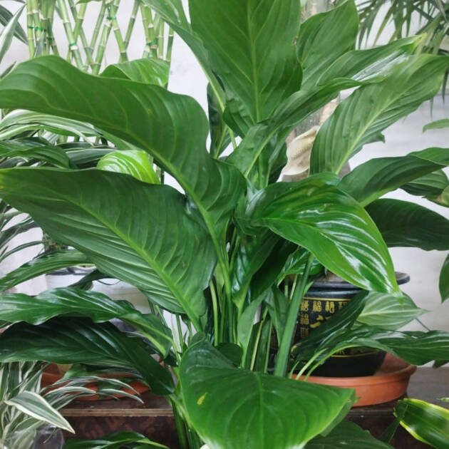 Spathiphyllum (Peace Lily) – Elegant Indoor Flowering Plant with White Blooms