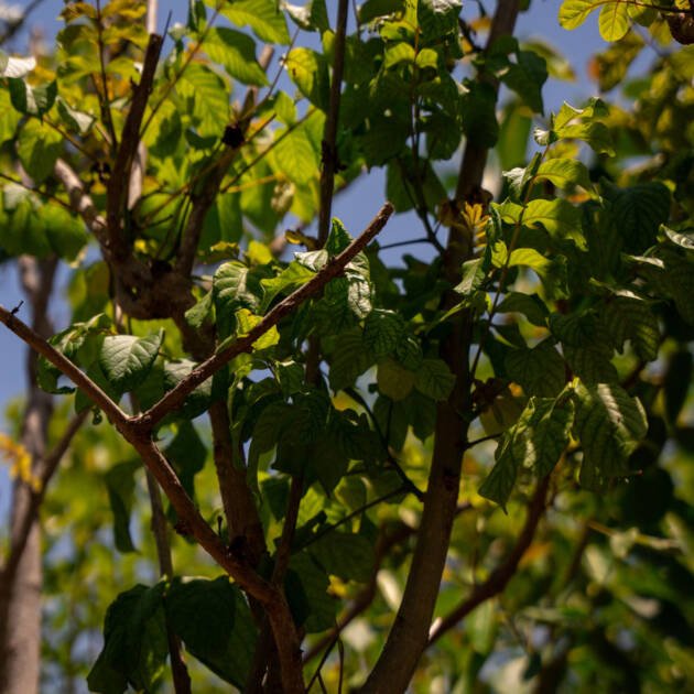 Spathodea campanulata (African Tulip Tree) – Tropical Flowering Shade Tree