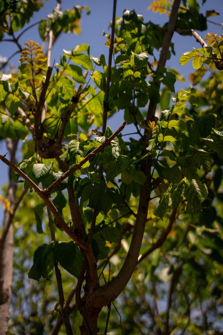 Spathodea campanulata (African Tulip Tree) – Tropical Flowering Shade Tree