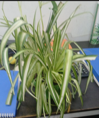 Spider plant