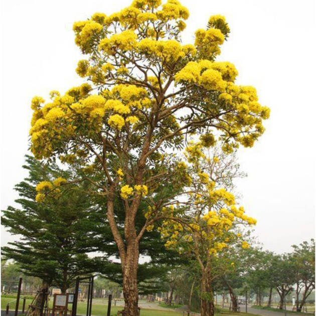 Tabebuia argentea (Silver Trumpet Tree) – Elegant Yellow Flowering Landscape Tree