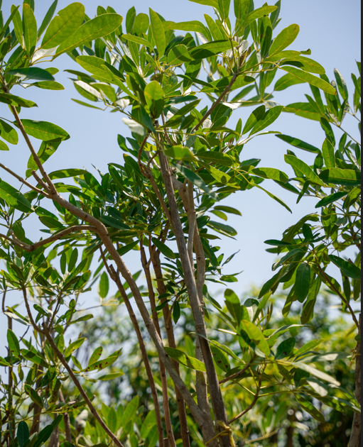 Tabebuia argentea , Hight Size : 2.5 , Root size :50cm
