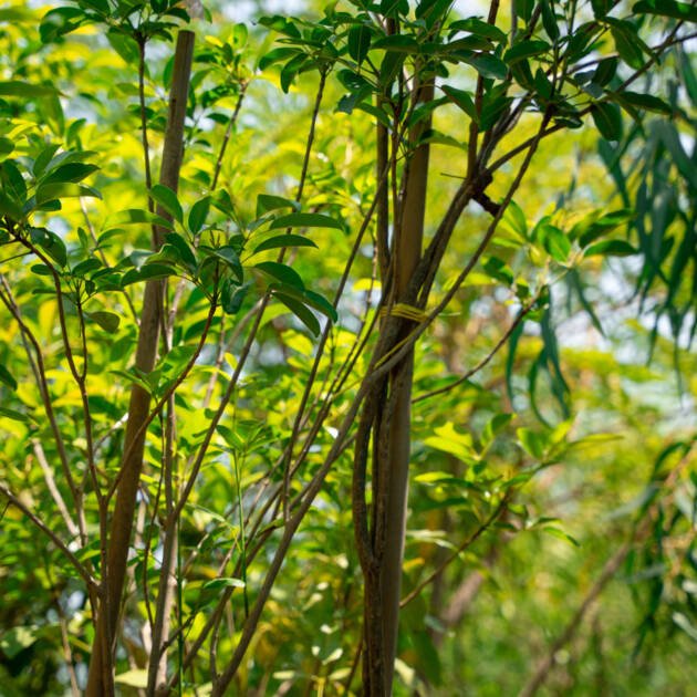 Tabebuia argentea – Yellow Flowering Drought Tolerant tree
