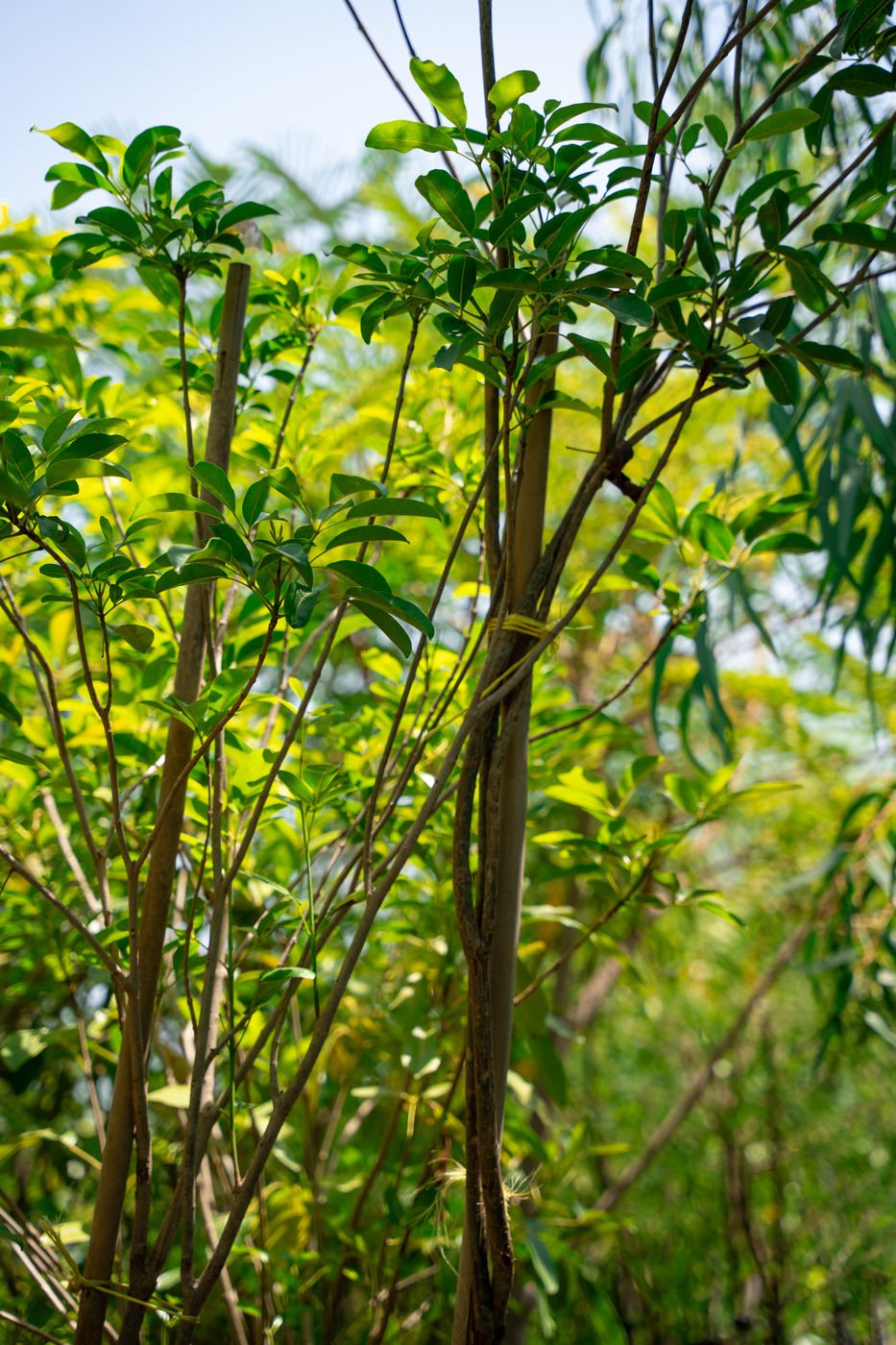 Tabebuia argentea – Yellow Flowering Drought Tolerant tree