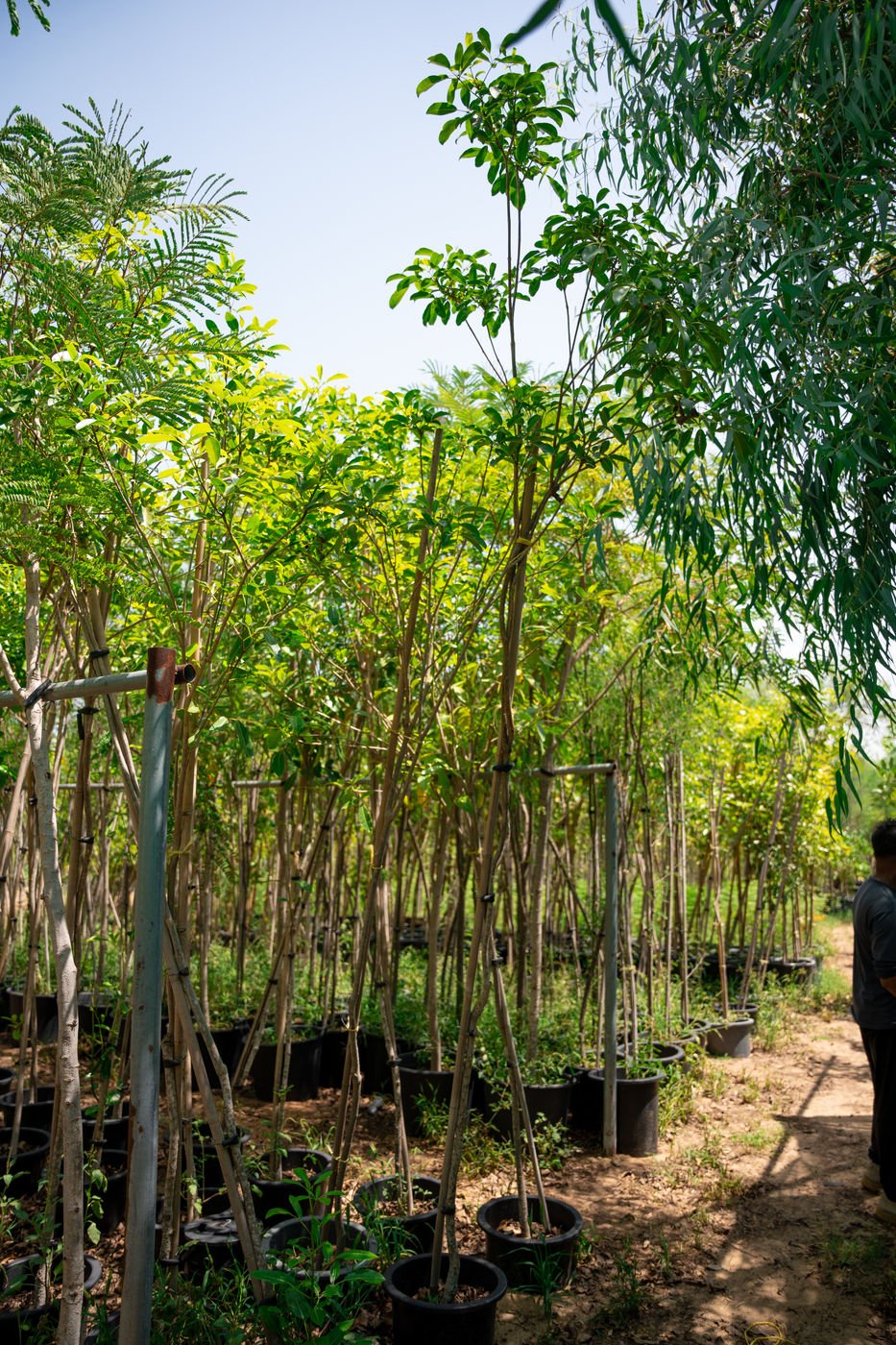 Tabebuia argentea – Yellow Flowering Drought Tolerant tree - Image 3