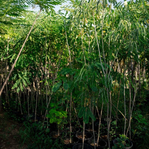 Tamarind Tree (Tamarindus indica) – Tropical Fruit Tree with Sweet & Tangy Pods