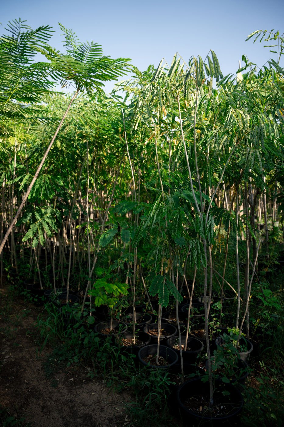 Tamarind Tree (Tamarindus indica) – Tropical Fruit Tree with Sweet & Tangy Pods