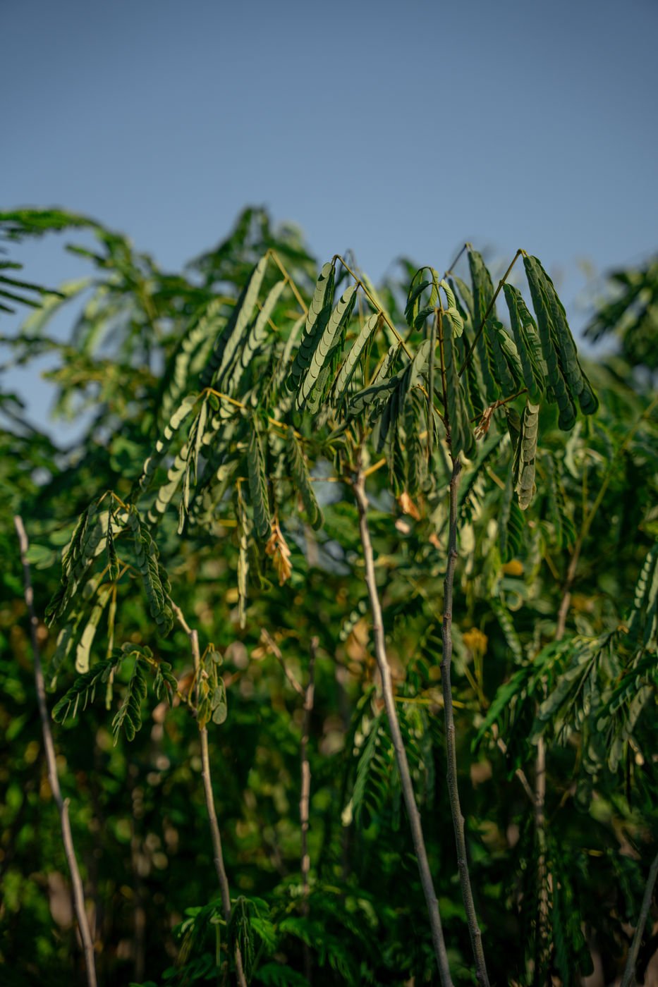 Tamarind Tree (Tamarindus indica) – Tropical Fruit Tree with Sweet & Tangy Pods - Image 2