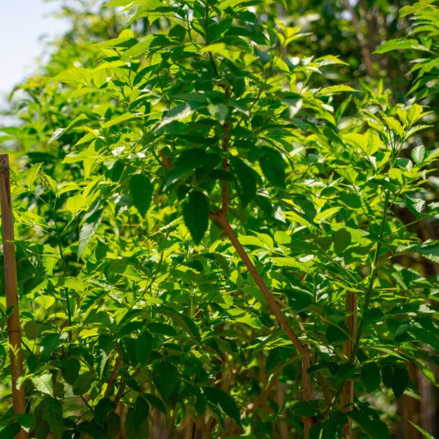 Tecoma (Tecoma stans) – Yellow Bells Flowering Shrub for Tropical Landscapes