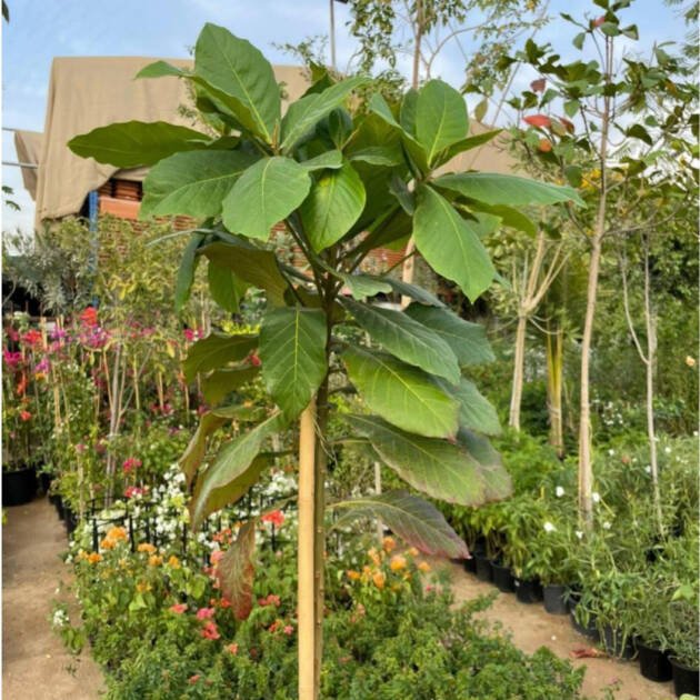 Terminalia catappa (Tropical Almond Tree) – Large Shade Tree with Colorful Foliage